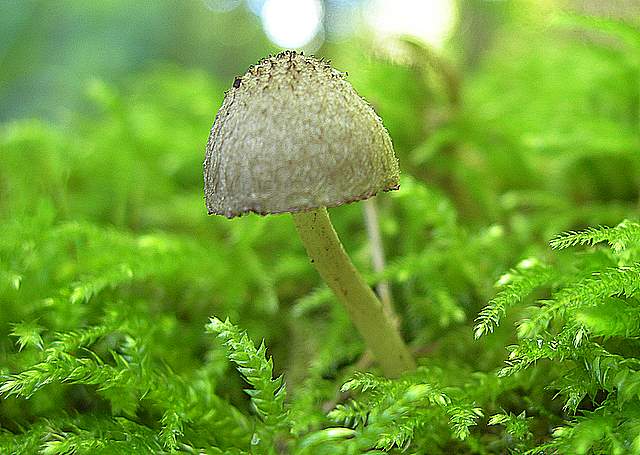 Psathyrella hirtosquamulosa   (Peck)   A. H. Smith